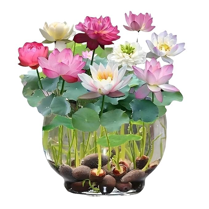 Bonsai Japanese Lotus Seeds (100 Premium Seeds)