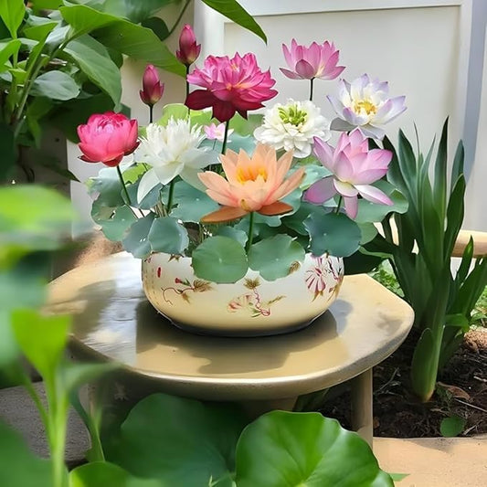 Bonsai Japanese Lotus Seeds (100 Premium Seeds)