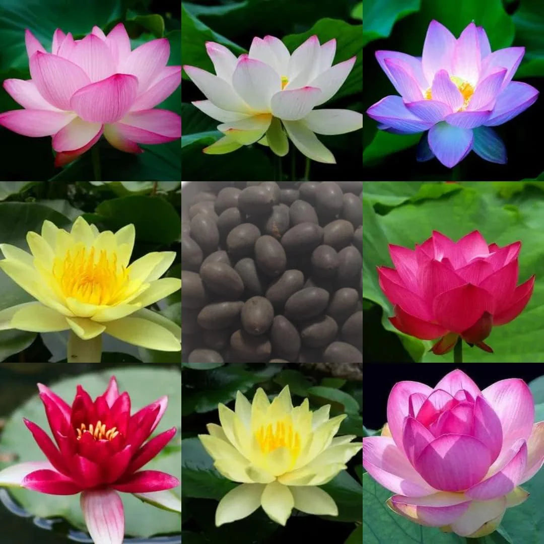 Bonsai Japanese Lotus Seeds (100 Premium Seeds)