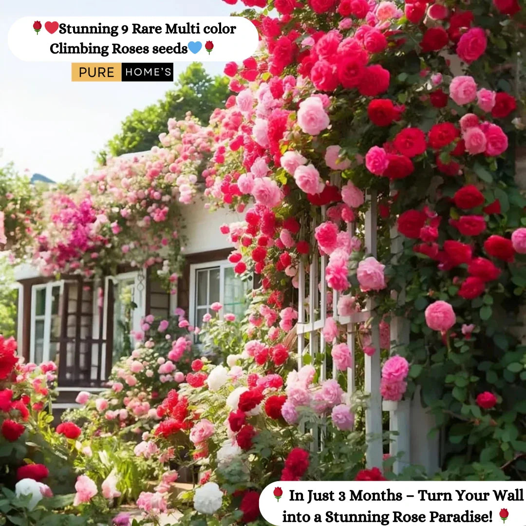 🌹 Elegant Climbing Rose Flower Seeds- 9 Rare and Breathtaking Colors Seeds(IMPORTED)