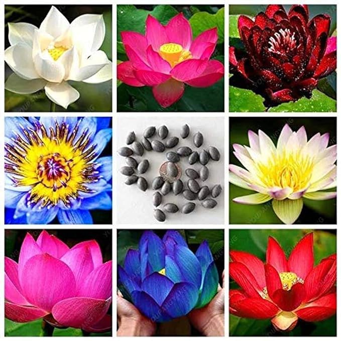 Bonsai Japanese Lotus Seeds (100 Premium Seeds)