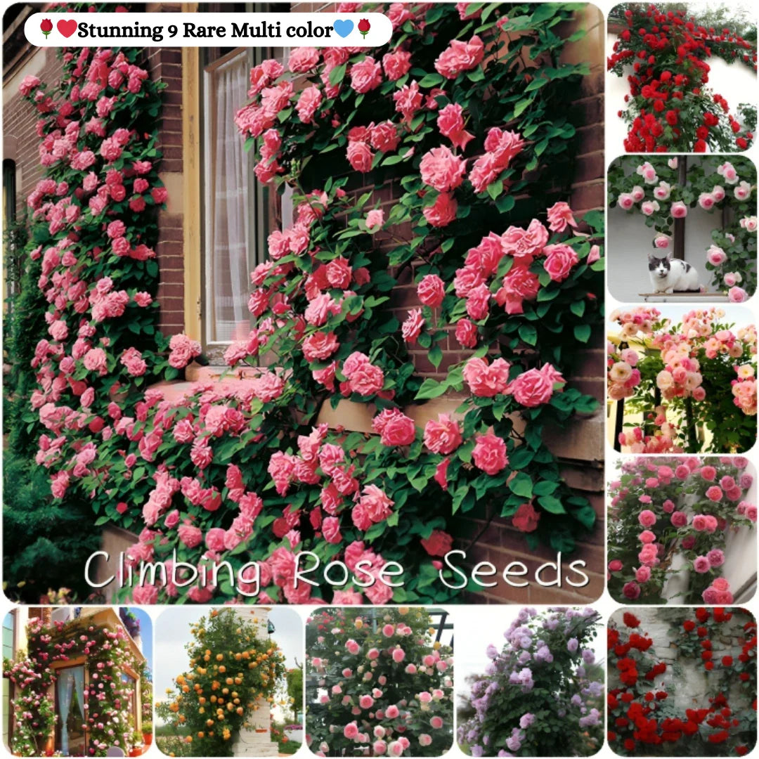 🌹 Elegant Climbing Rose Flower Seeds- 9 Rare and Breathtaking Colors Seeds(IMPORTED)