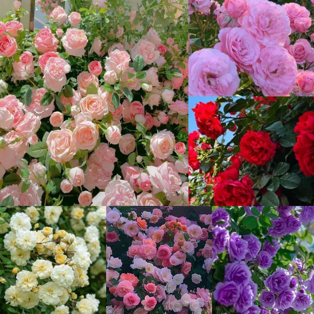 🌹 Elegant Climbing Rose Flower Seeds- 9 Rare and Breathtaking Colors Seeds(IMPORTED)